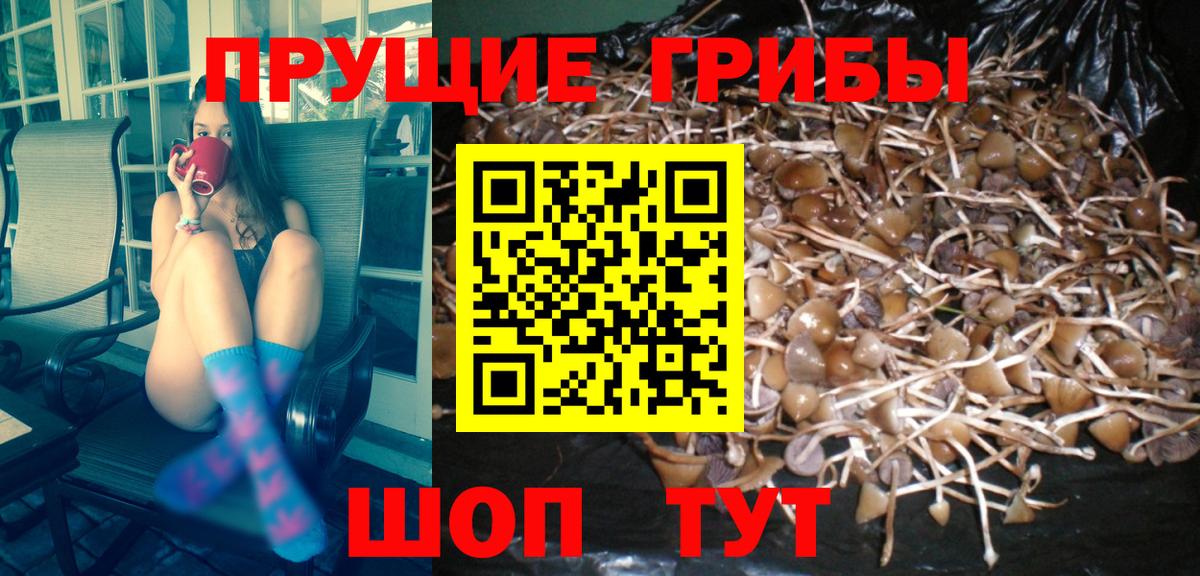 Псилоцибиновые грибы GOLDEN TEACHER Россия
